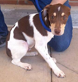 Rescue Jack Russell Terrier and Rat Terrier Dogs for Adoption in Carrollton, Texas - Lark | PetCurious