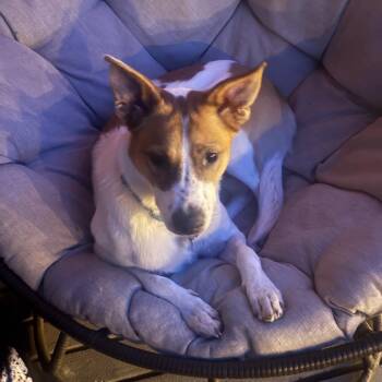 Tucker -  Cattle Dog and Mixed Breed Dog for Adoption in Fort Collins, Colorado - Tucker | PetCurious