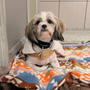 Shih Tzu Dogs Available for Adoption - Princess Diana | PetCurious