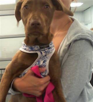 Labrador Retriever Dogs Available for Adoption in Charlotte, North Carolina - BEETLE | PetCurious