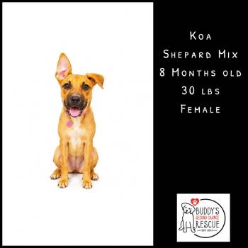 Koa -  Shepherd Dog for Adoption - Koa | PetCurious