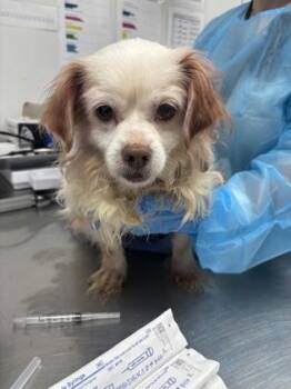 Dough Boy 1002-26 -  Shih Tzu and Mixed Breed Dog for Adoption in Cumming, Georgia - Dough Boy 1002-26 | PetCurious