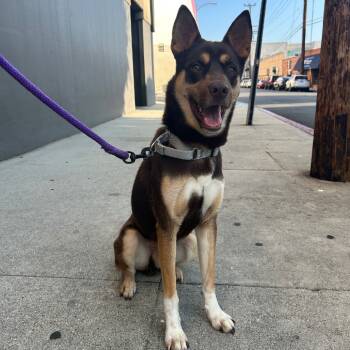 Rescue Shepherd and Husky Dogs for Adoption in Los Angeles, California - Mentos | PetCurious