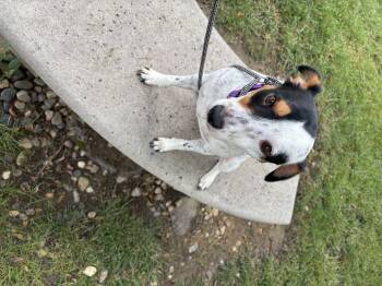Milo -  Rat Terrier Dog for Adoption in Council Bluffs, Iowa - Milo | PetCurious