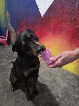 Princess P -  Mixed Breed Dog for Adoption in Point Pleasant, West Virginia - Princess P | PetCurious
