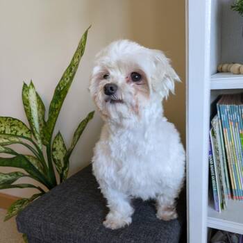 Bichon Frise Dogs Available for Adoption - Aven | PetCurious