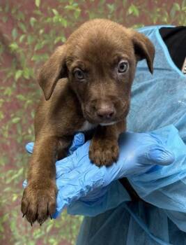 Hornet -  Shepherd and Mixed Breed Dog for Adoption in San Antonio, Texas - Hornet | PetCurious