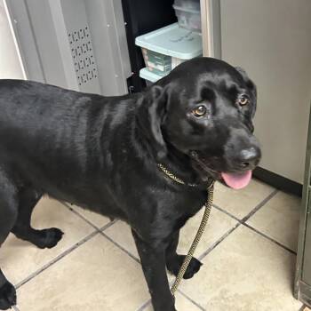 Dixie Mae -  Labrador Retriever and Mixed Breed Dog for Adoption in Newport, North Carolina - Dixie Mae | PetCurious