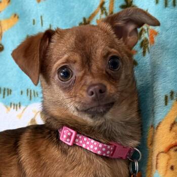 Chihuahua and Mixed Breed Dogs Available for Adoption in Normal, Illinois - Chamoy | PetCurious