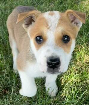 Sawyer -  Mixed Breed Dog for Adoption in Polson, Montana - Sawyer | PetCurious