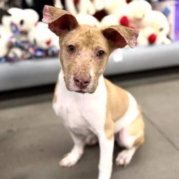Pit Bull Terrier Dogs Available for Adoption in Kanab, Utah - Keedo | PetCurious