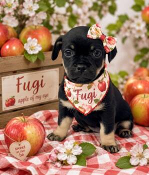 Fuji -  Chihuahua and Pug Dog for Adoption in Newport Beach, California - Fuji | PetCurious