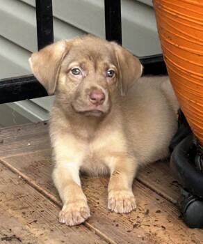 Kris -  Labrador Retriever and Black Mouth Cur Dog for Adoption in Barnhart, Missouri - Kris | PetCurious