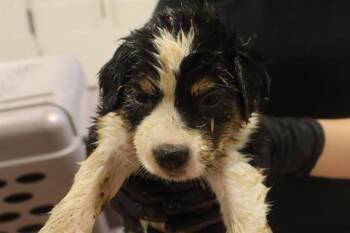 CHERRY -  Mixed Breed Dog for Adoption in Columbia, South Carolina - CHERRY | PetCurious