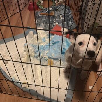 Opal -  Mixed Breed Dog for Adoption in Buffalo, Minnesota - Opal | PetCurious