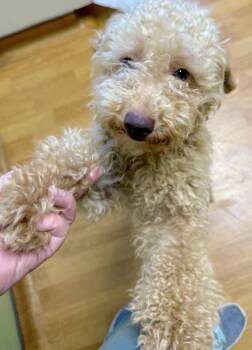 Earl Frank -  Miniature Poodle Dog for Adoption in Mount Airy, North Carolina - Earl Frank | PetCurious