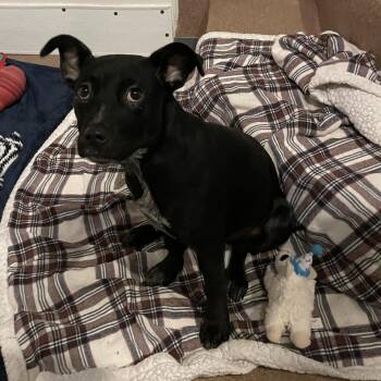 Courage -  Mixed Breed Dog for Adoption in Murray, Utah - Courage | PetCurious