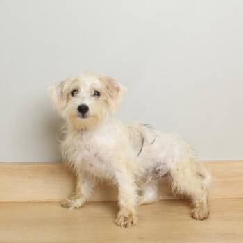 Roller Coaster D69839 -  Shih Tzu and Bichon Frise Dog for Adoption in Minnetonka, Minnesota - Roller Coaster D69839 | PetCurious