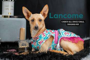 Lancome -  Chihuahua and Jack Russell Terrier Dog for Adoption in Sevierville, Tennessee - Lancome | PetCurious