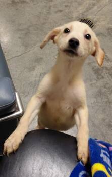 Max -  Mixed Breed Dog for Adoption in Henderson, North Carolina - Max | PetCurious