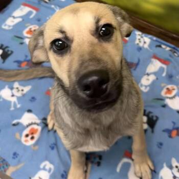 Zack -  Mixed Breed Dog for Adoption in Auburn, New Hampshire - Zack | PetCurious