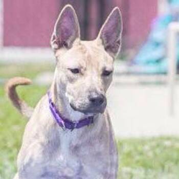 Mary -  Shepherd Dog for Adoption in Branford, Connecticut - Mary | PetCurious