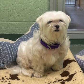 Maltese Dogs Available for Adoption in West Palm Beach, Florida - Khaleesi | PetCurious