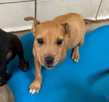 Mixed Breed Dogs Available for Adoption in Bossier City, Louisiana - Sid | PetCurious