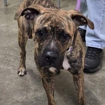 Mixed Breed Dogs Available for Adoption - Shortcake | PetCurious