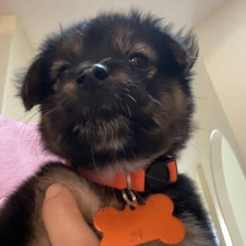 Rhea -  German Shepherd Dog and Labrador Retriever Dog for Adoption in Poinciana, Florida - Rhea | PetCurious