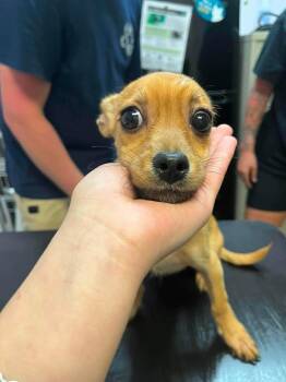 Winnie -  Chihuahua Dog for Adoption in New Braunfels, Texas - Winnie | PetCurious
