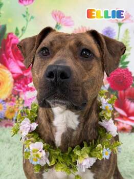 Mixed Breed Dogs Available for Adoption - Ellie | PetCurious