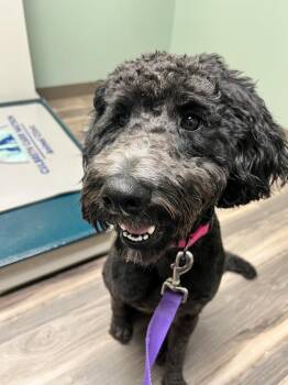 Sadie-2026 -  Poodle and Labradoodle Dog for Adoption in Cedartown, Georgia - Sadie-2026 | PetCurious