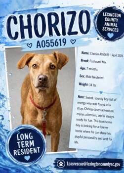 Chorizo -  Foxhound and Mixed Breed Dog for Adoption in Partlow, Virginia - Chorizo | PetCurious