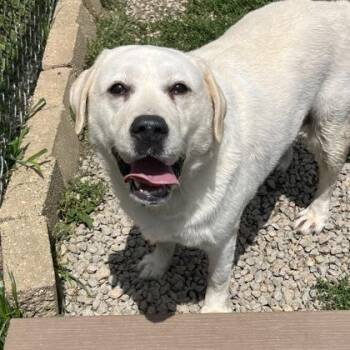 Balee -  Mixed Breed and Yellow Labrador Retriever Dog for Adoption in Dubuque, Iowa - Balee | PetCurious