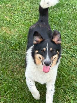 Rover -  Collie and Corgi Dog for Adoption in Sprakers, New York - Rover | PetCurious