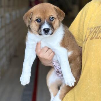 Shepherd Dogs Available for Adoption - Blossom | PetCurious