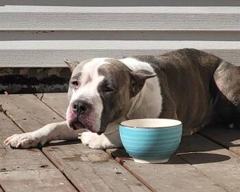 Pit Bull Terrier Dogs Available for Adoption - GLINDA | PetCurious