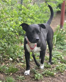 Pit Bull Terrier Dogs Available for Adoption in Lincoln, Nebraska - Chelsi | PetCurious