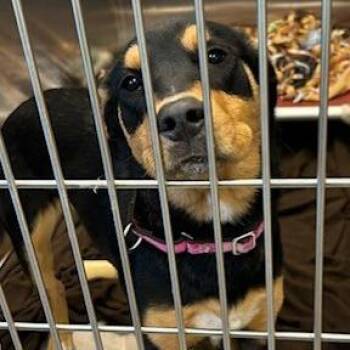 Rosie -  Mixed Breed Dog for Adoption in Knoxville, Tennessee - Rosie | PetCurious