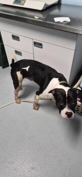 Vc 3 Diana -  Pit Bull Terrier Dog for Adoption in Lawrenceville, Georgia - Vc 3 Diana | PetCurious