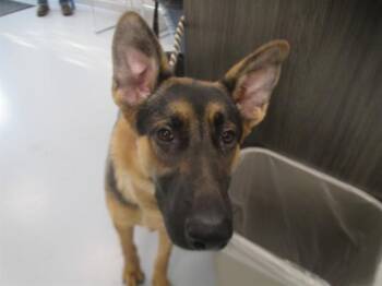 LEGEND -  German Shepherd Dog Dog for Adoption in Ocala, Florida - LEGEND | PetCurious