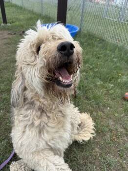 Lilly -  Mixed Breed and Borderpoo Dog for Adoption in Black Eagle, Montana - Lilly | PetCurious