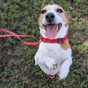 Zack -  Jack Russell Terrier Dog for Adoption in Tulsa, Oklahoma - Zack | PetCurious