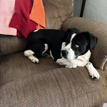 Dilly Bar D64939 -  Beagle Dog for Adoption in Minnetonka, Minnesota - Dilly Bar D64939 | PetCurious