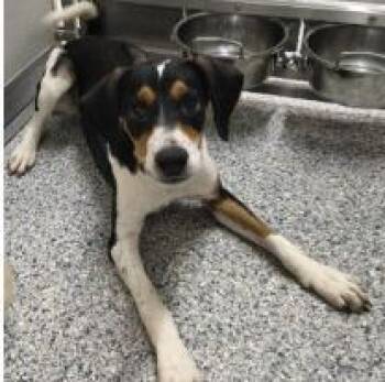 Cricut -  Mixed Breed Dog for Adoption in West Chester, Pennsylvania - Cricut | PetCurious