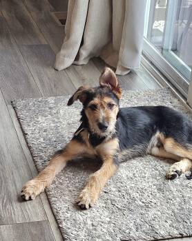 Rescue German Shepherd Dog Dogs for Adoption in Colorado Springs, Colorado - Koda | PetCurious