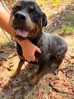 Bella Ruth -  Rottweiler Dog for Adoption in Deering, New Hampshire - Bella Ruth | PetCurious