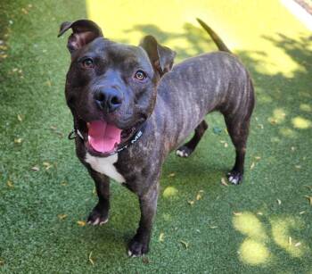 KANE -  Pit Bull Terrier Dog for Adoption in Minneapolis, Minnesota - KANE | PetCurious