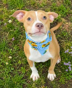Keely -  American Staffordshire Terrier Dog for Adoption in Gulfport, Mississippi - Keely | PetCurious